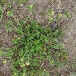 Anthyllis cornicina 形態