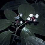 Miconia ceramicarpa Frutto