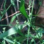 Atriplex patula Habitus