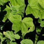 Pelargonium tomentosum Blomma