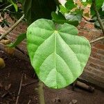 Quararibea cordata Blatt