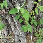 Guazuma ulmifolia 葉