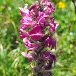 Pedicularis rostratospicata 花