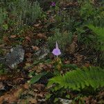 Roscoea purpurea Агульны выгляд