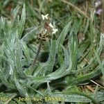 Plantago monosperma Habitat