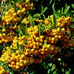 Pyracantha angustifolia Ffrwyth