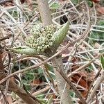 Viburnum lantana Листок