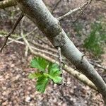 Crataegus azarolus Blatt