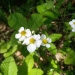 Fragaria moschata Květ