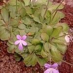 Pinguicula ehlersiae 整株植物