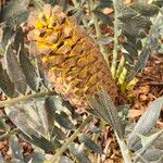 Encephalartos horridus Flor