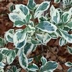 Rhamnus alaternus পাতা