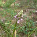 Dactylorhiza majalis Fula