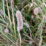 Trifolium arvenseFroito