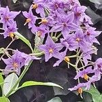 Solanum crispum