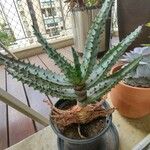 Aloe humilis Hoja