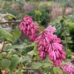 Syringa komarowii Flower