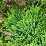 Lycopodium × issleri ശീലം