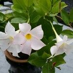 Mandevilla boliviensis Leaf