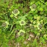 Bupleurum angulosum Flower