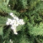 Pycnanthemum tenuifolium Цвят