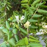 Lonicera japonica 葉