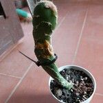 Opuntia zebrina Leaf