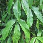 Philodendron tripartitum Feuille