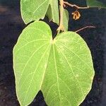 Piliostigma thonningii Leaf