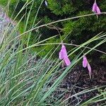 Dierama pulcherrimum Flower