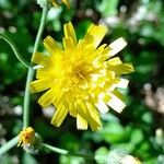 Hieracium glaucinum Flower