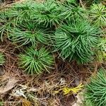 Lycopodium digitatum Elinympäristö