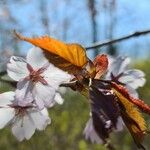 Prunus sargentii Blodyn