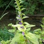 Scutellaria lateriflora Leaf