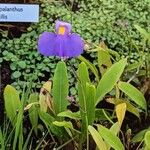 Utricularia longifolia Flor