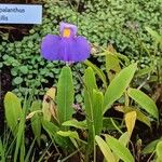 Utricularia longifolia