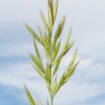 Bromus lanceolatus Diğer