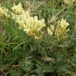 Oxytropis campestris Hábito