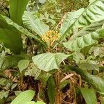 Potalia amara Fruit