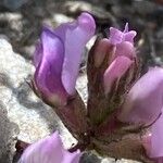 Oxytropis helvetica Flower