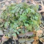 Polemonium reptans Leaf