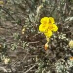Helianthemum caput-felis Květ