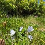 Campanula barbataFlor