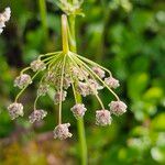 Pimpinella anisum Žiedas