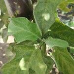 Solanum melongena Leaf