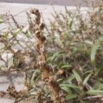 Amaranthus muricatus Flor