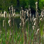 Typha latifolia Gyümölcs