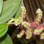 Miconia lacera Leaf