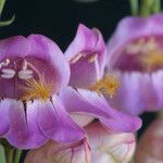 Penstemon palmeri Flor