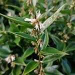 Sarcococca ruscifolia Blad